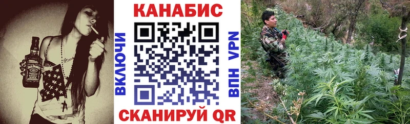 закладки  Тосно  Канабис планчик 